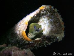 moray eel by Alex Lok 